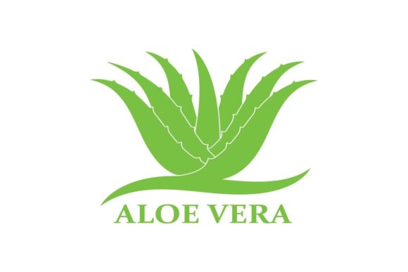 Aloe Vera Logo Vector Illustration Design: A Natural Brand Asset