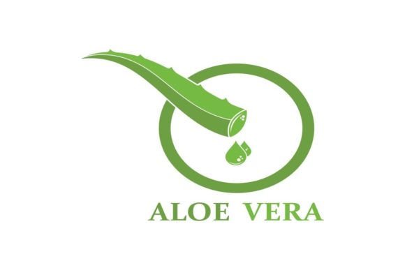 Aloe Vera Vector Illustration Design Template: Your Go-To Botanical Asset