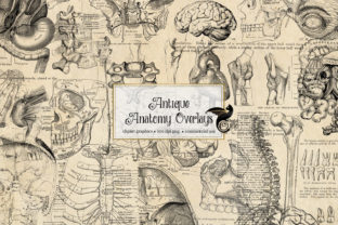 Antique Anatomy Overlays: Vintage Medical Illustrations for Creative Projects